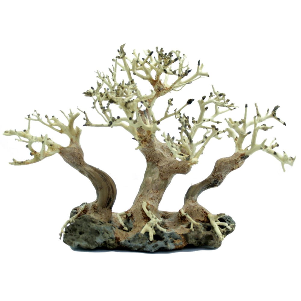 bonsai 41.jpg